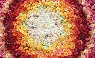 colorful-roses-s